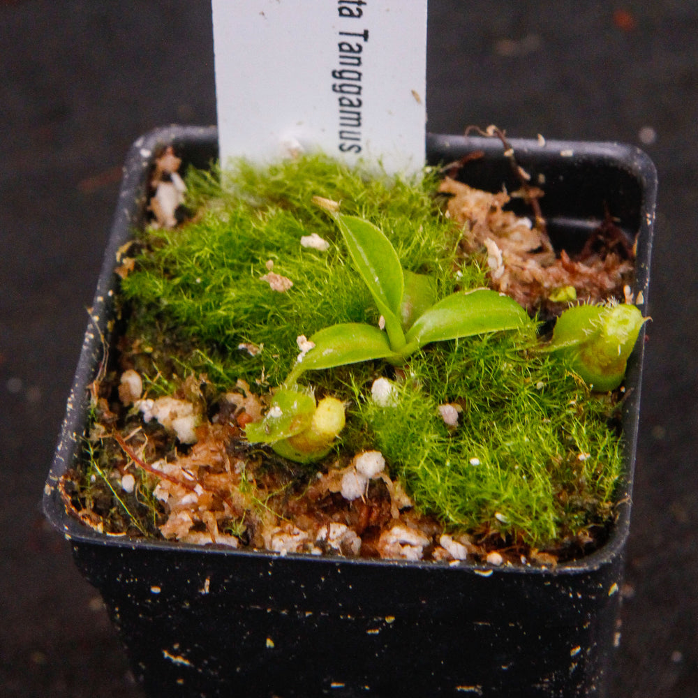 
                      
                        Nepenthes spathulata, Gunung Tanggamus, CAR-0007
                      
                    