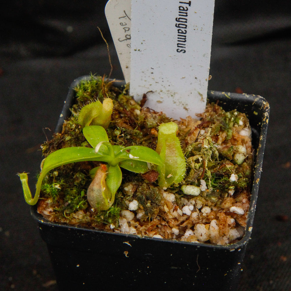 
                      
                        Nepenthes spathulata, Gunung Tanggamus, CAR-0007
                      
                    