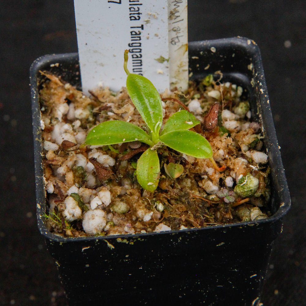 
                      
                        Nepenthes spathulata, Gunung Tanggamus, CAR-0007
                      
                    