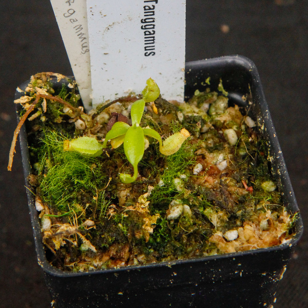 
                      
                        Nepenthes spathulata, Gunung Tanggamus, CAR-0007
                      
                    