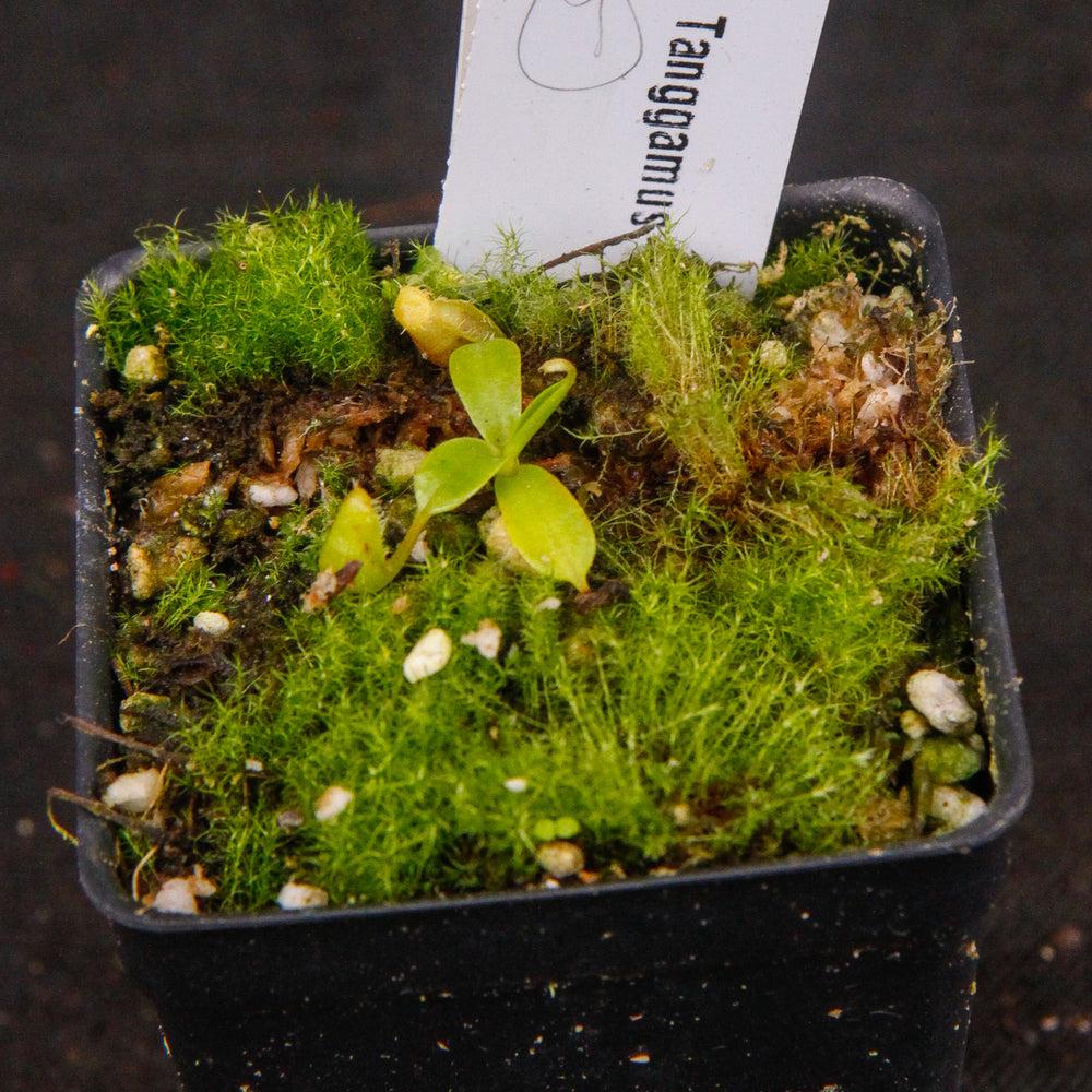 
                      
                        Nepenthes spathulata, Gunung Tanggamus, CAR-0007
                      
                    