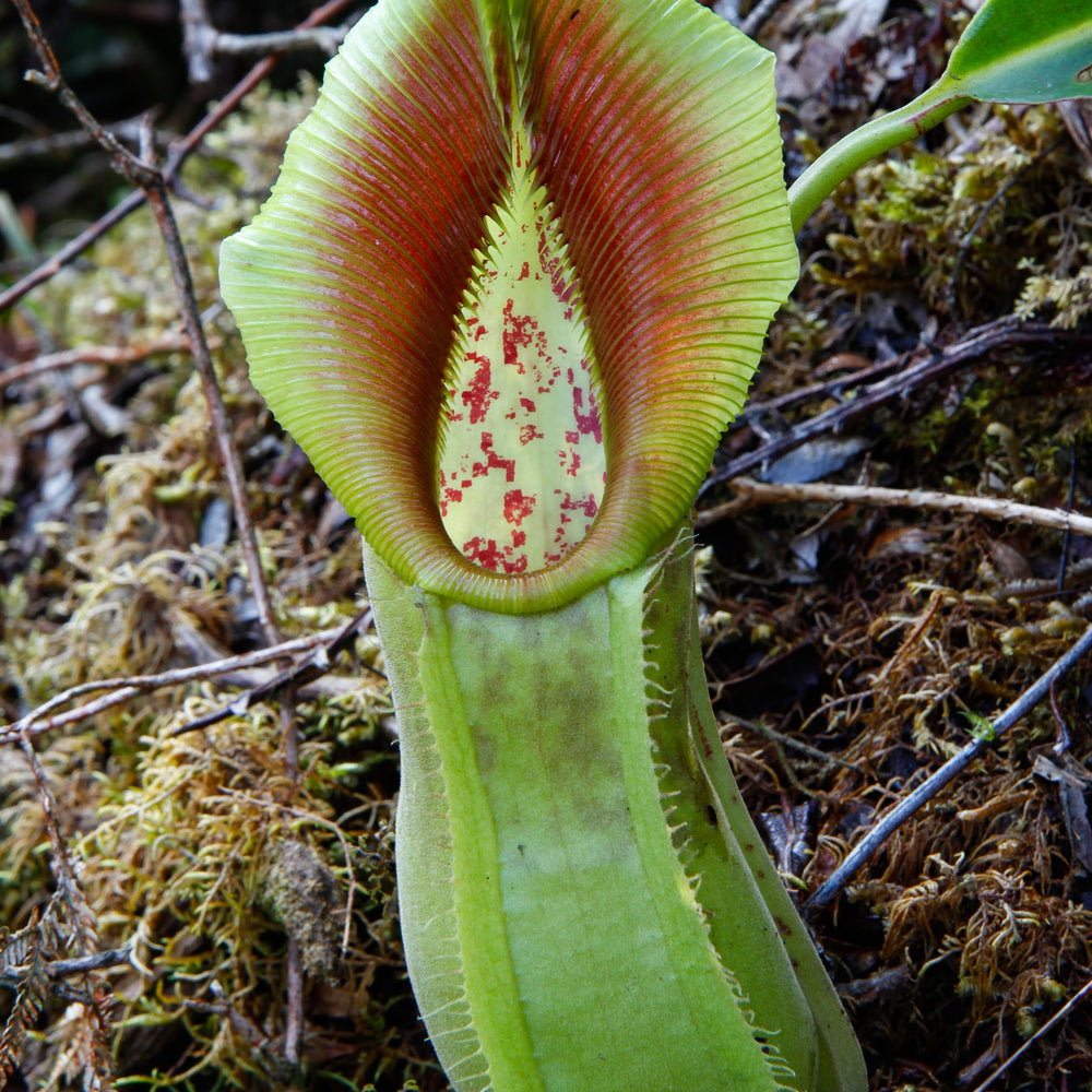 
                      
                        Nepenthes spathulata, Gunung Tanggamus, CAR-0007
                      
                    