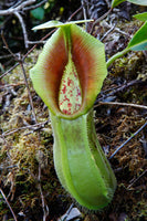 Nepenthes spathulata, BE-3175, pitcher plant, carnivorous plant, collectors plant, large pitchers, rare plants