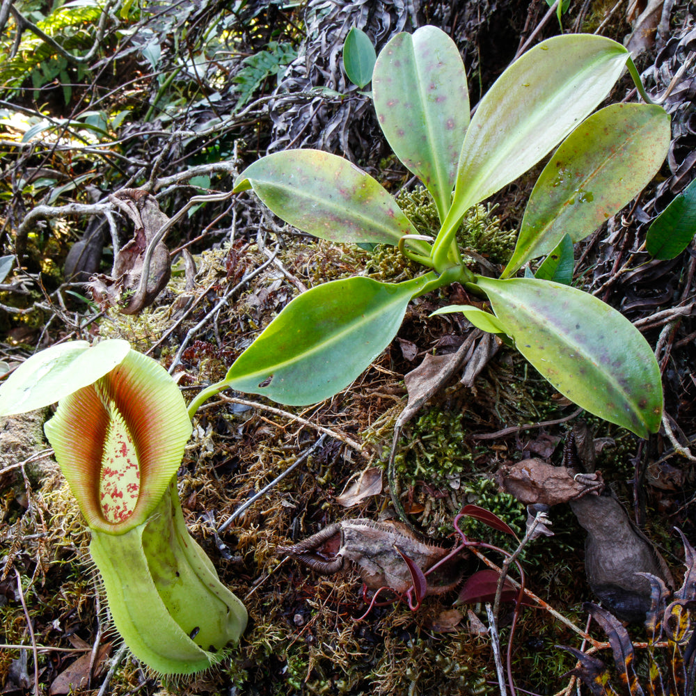 Nepenthes spathulata, Gunung Tanggamus, CAR-0007