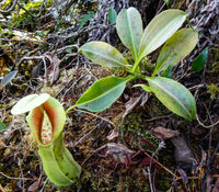 Nepenthes spathulata, BE-3175, pitcher plant, carnivorous plant, collectors plant, large pitchers, rare plants