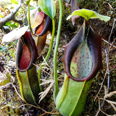 Nepenthes spathulata with a tall purple ribbed pitcher and broad green leaves.