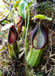 Nepenthes spathulata, BE-3175