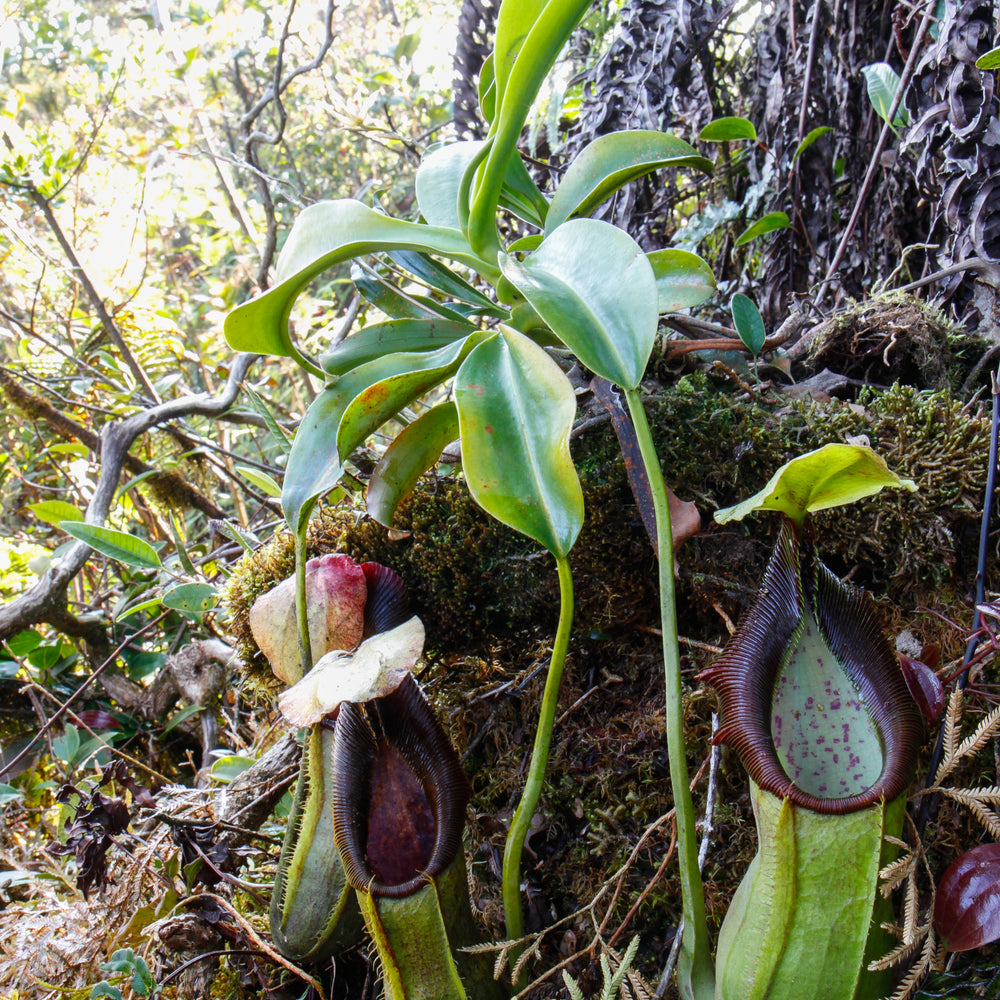 Nepenthes spathulata, BE-3175, pitcher plant, carnivorous plant, collectors plant, large pitchers, rare plants
