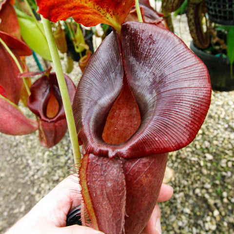 Nepenthes spathulata x jacquelineae shows a large burgundy pitcher with a broad curved mouth and pale throat.