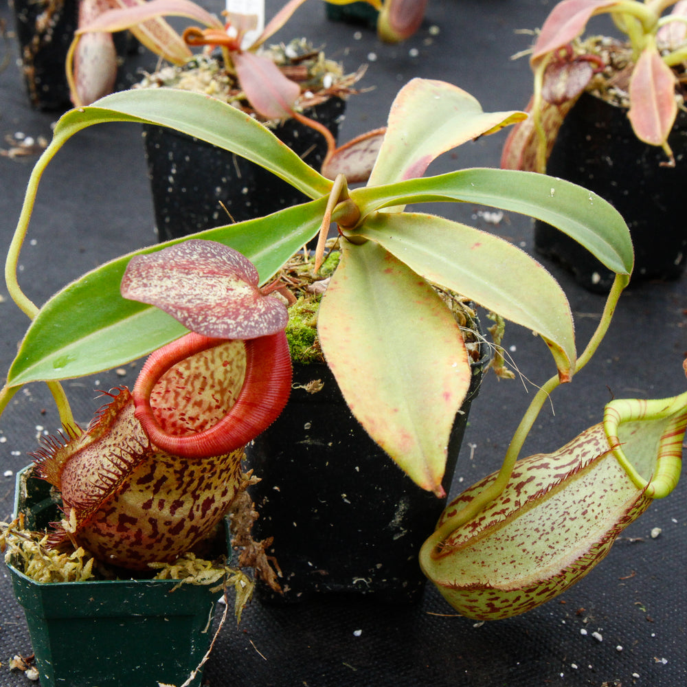 
                      
                        Nepenthes spathulata x spectabilis, BE-3314
                      
                    