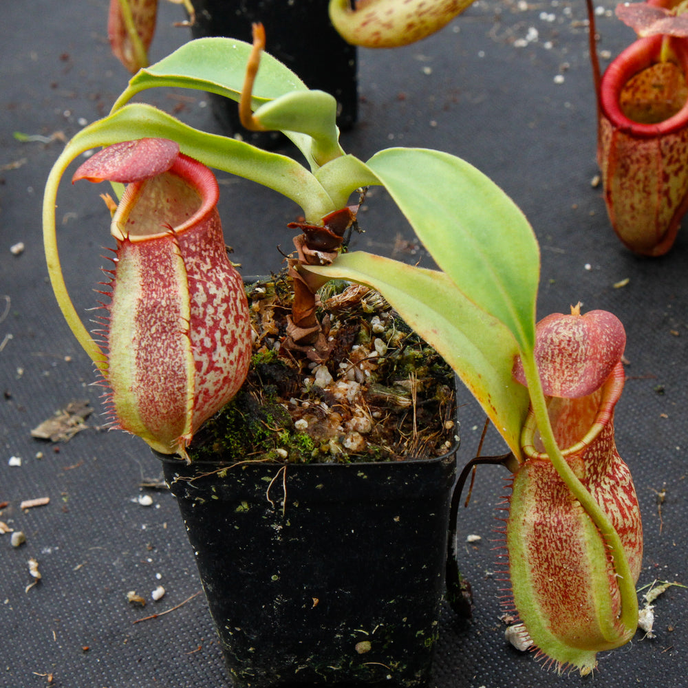 
                      
                        Nepenthes spathulata x spectabilis, BE-3314
                      
                    