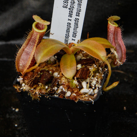 Nepenthes spathulata x burbidgeae x edwardsiana pitcher plant with pinkish tubular pitchers in a small pot.