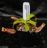 Nepenthes spathulata x (burbidgeae x edwardsiana)