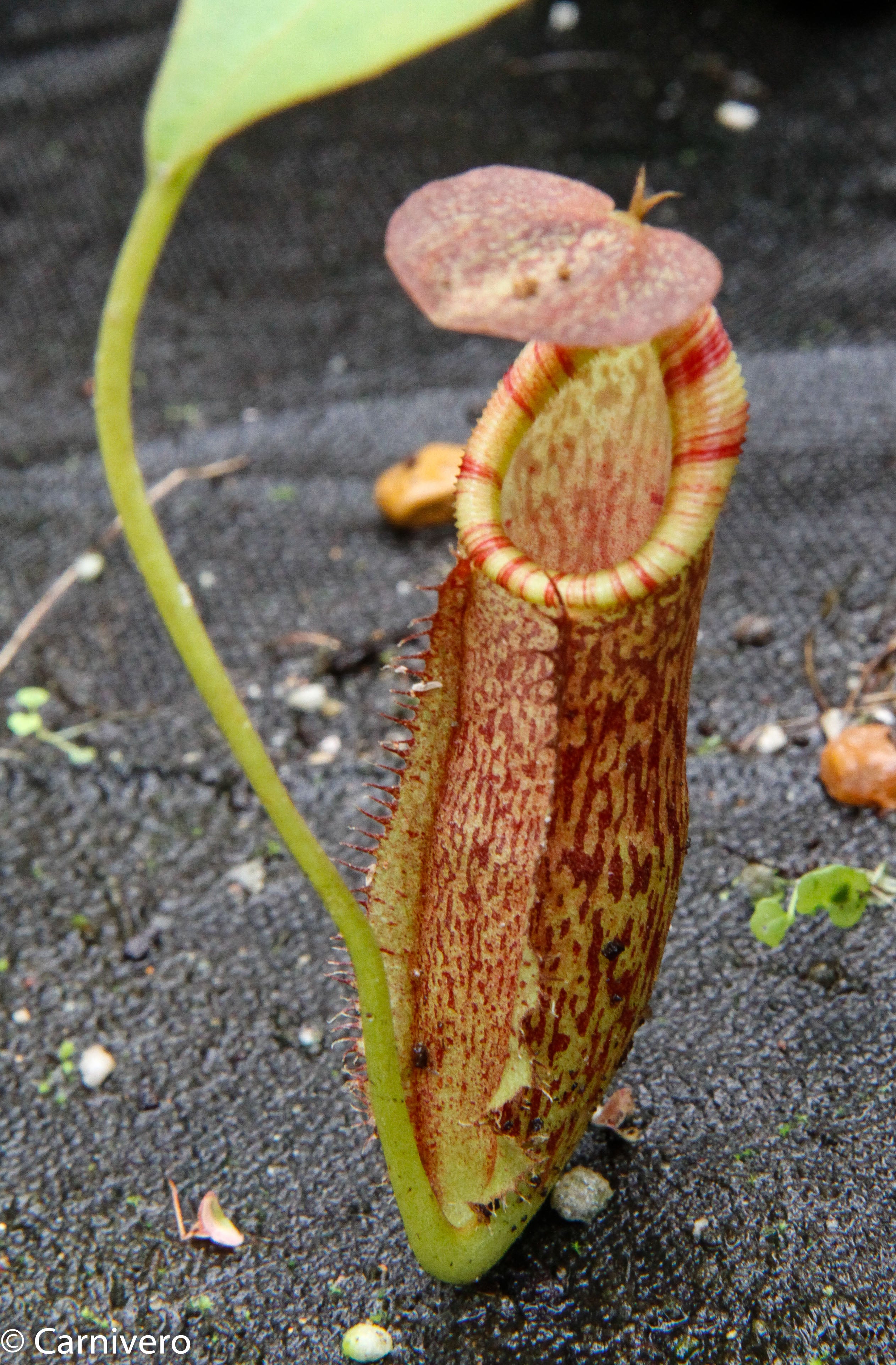 Nepenthes spathulata x (lowii x tentaculata) BE-3732 – Carnivero