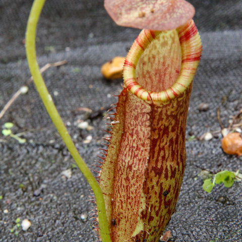 Nepenthes spathulata x (lowii x tentaculata) BE-3732 pitcher with green body, red speckling, and a pale yellow-green ribbed peristome around the mouth.