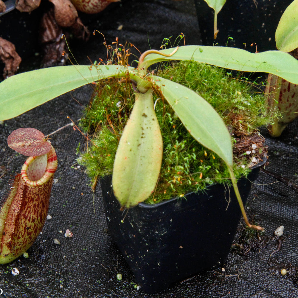Nepenthes spathulata x (lowii x tentaculata) BE-3732