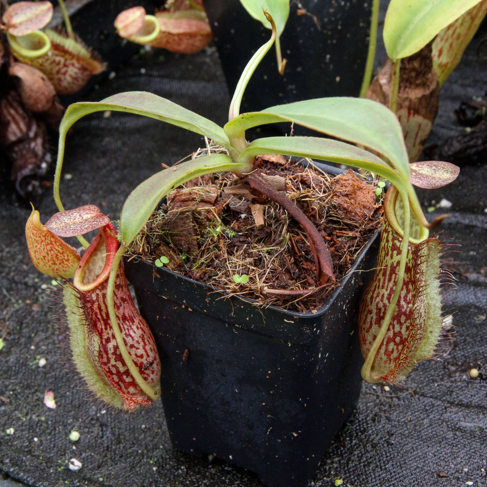 
                      
                        Nepenthes spathulata x (lowii x tentaculata) BE-3732
                      
                    