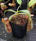 Nepenthes spathulata x (lowii x tentaculata) BE-3732