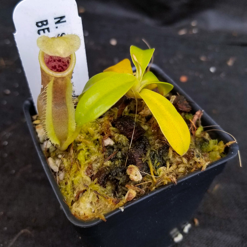 
                      
                        Nepenthes spathulata x campanulata BE-3796
                      
                    