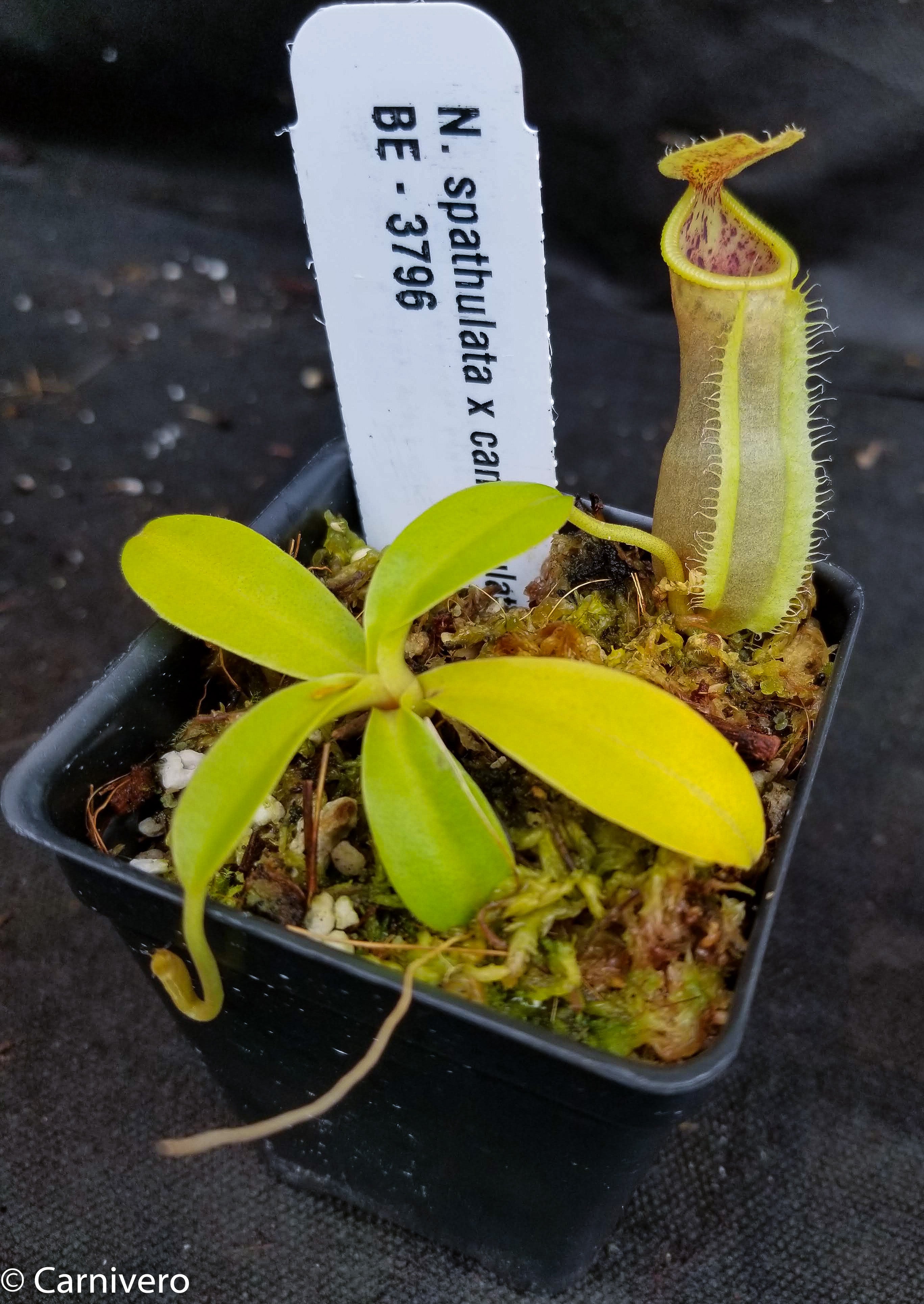 Nepenthes spathulata x campanulata BE-3796 – Carnivero