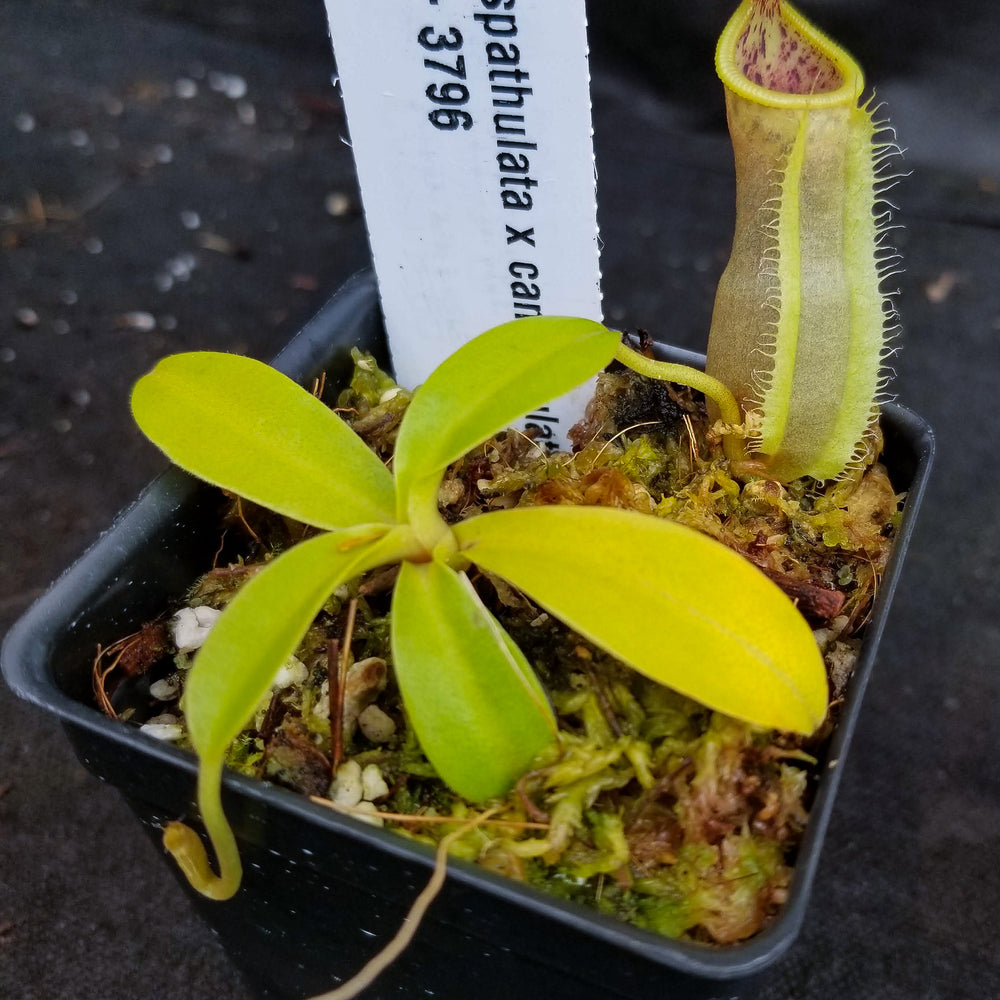 
                      
                        Nepenthes spathulata x campanulata BE-3796
                      
                    