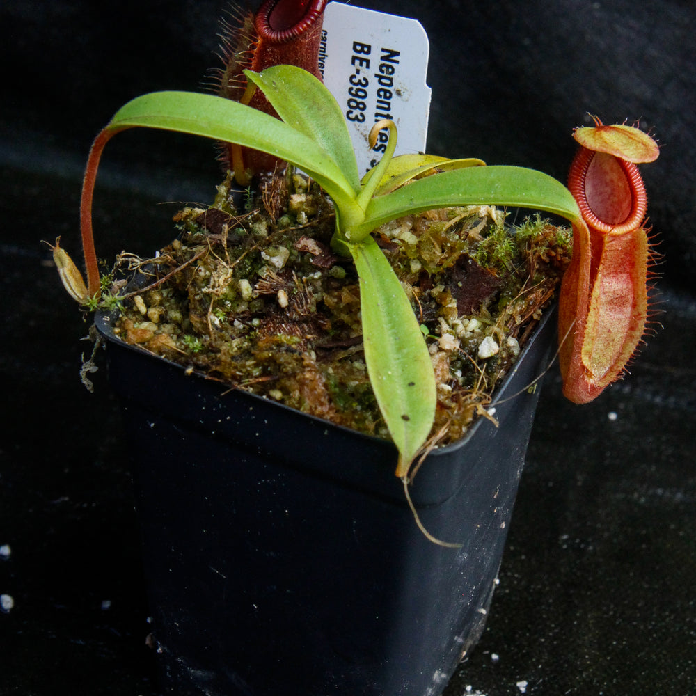 
                      
                        Nepenthes spathulata x diabolica, BE-3983
                      
                    