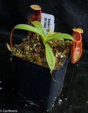 Nepenthes spathulata x diabolica, BE-3983