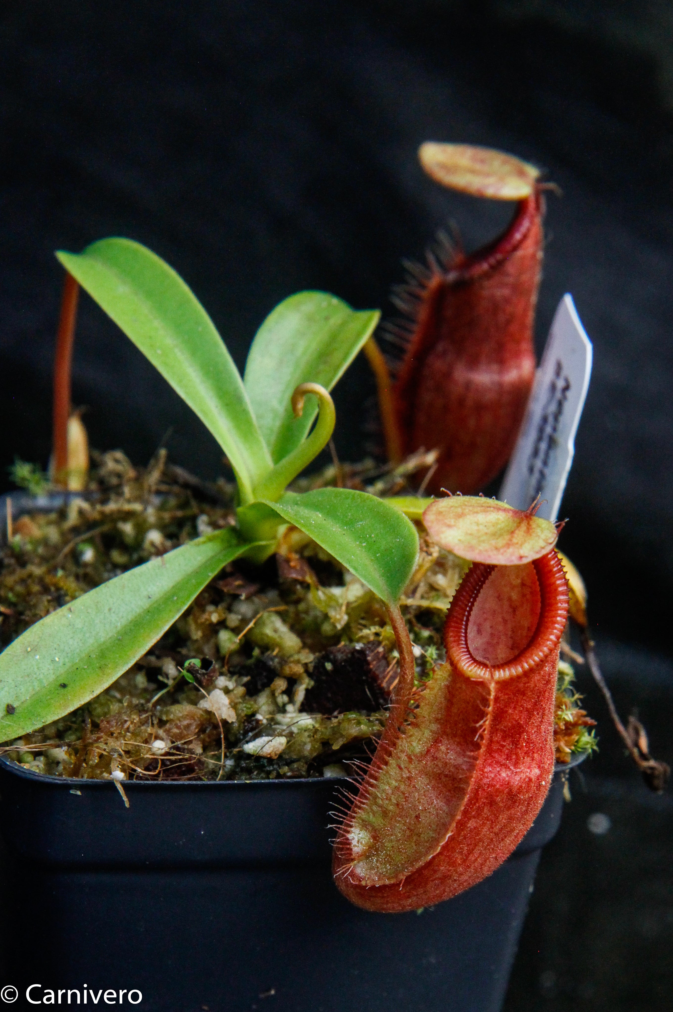 Nepenthes spathulata x diabolica, BE-3983 – Carnivero