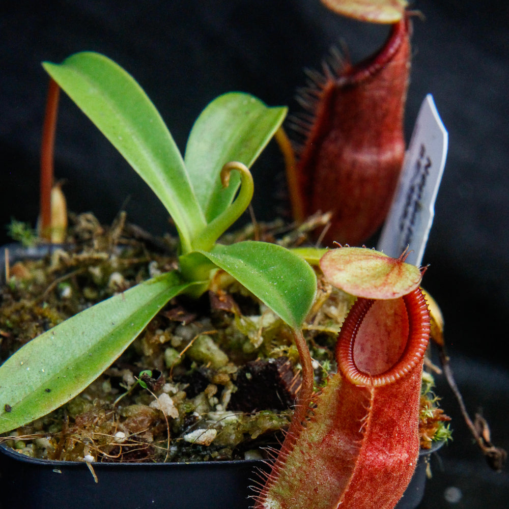 
                      
                        Nepenthes spathulata x diabolica, BE-3983
                      
                    