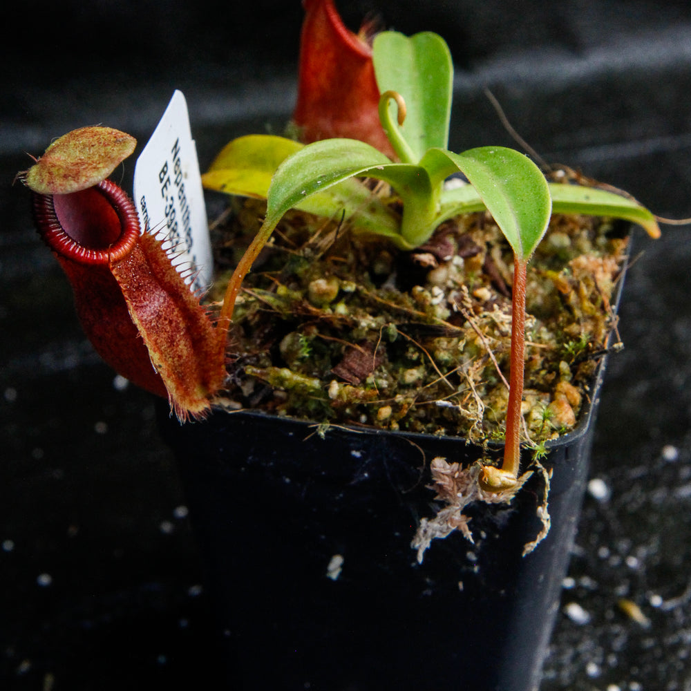 
                      
                        Nepenthes spathulata x diabolica, BE-3983
                      
                    