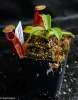Nepenthes spathulata x diabolica