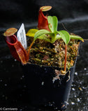 Nepenthes spathulata x diabolica, BE-3983