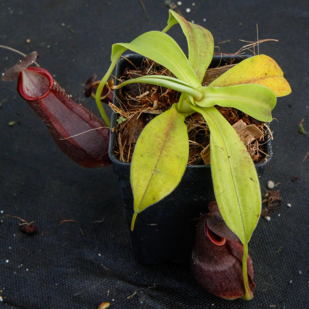 Nepenthes spathulata x gymnamphora, pitcher plant, carnivorous plant, collectors plant, large pitchers, rare plants