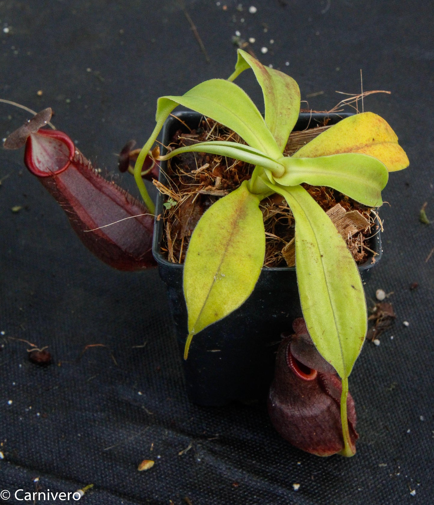 Nepenthes spathulata x gymnamphora, pitcher plant, carnivorous plant, collectors plant, large pitchers, rare plants