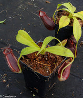 Nepenthes spathulata x gymnamphora, pitcher plant, carnivorous plant, collectors plant, large pitchers, rare plants