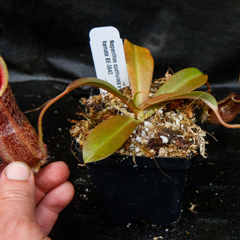 
                      
                        Nepenthes spathulata x hamata, BE-3843
                      
                    