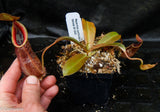 Nepenthes spathulata x hamata, BE-3843