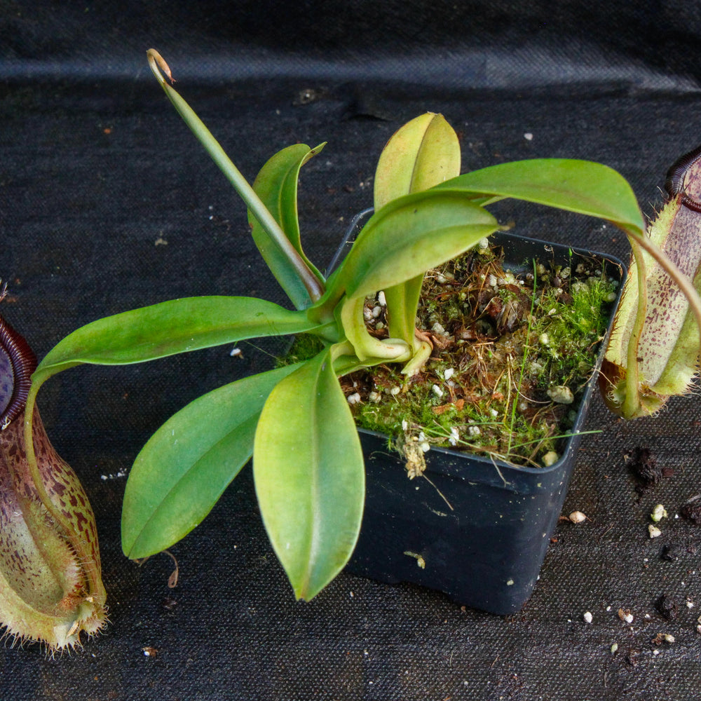 
                      
                        Nepenthes spathulata x hamata, BE-3793
                      
                    