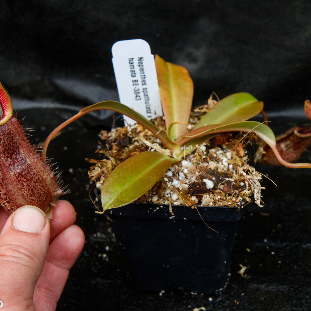 
                      
                        Nepenthes spathulata x hamata, BE-3843
                      
                    