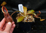 Nepenthes spathulata x hamata, BE-3843