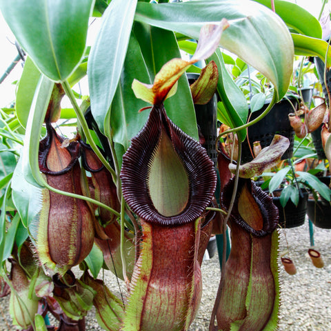 Nepenthes spathulata x hamata BE-3712 plant with several large burgundy pitchers hanging among green leaves