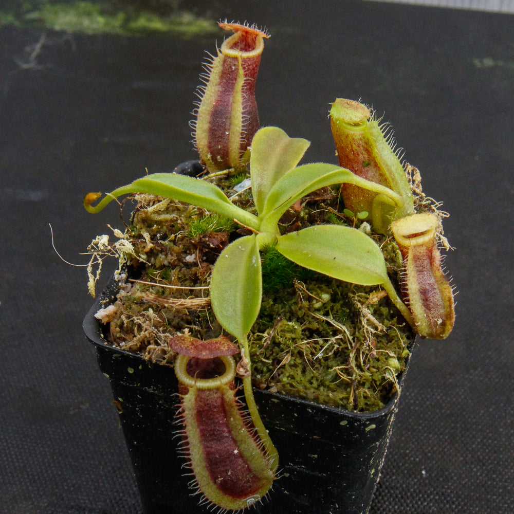 
                      
                        Nepenthes spathulata x lowii
                      
                    