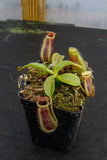 Nepenthes spathulata x lowii