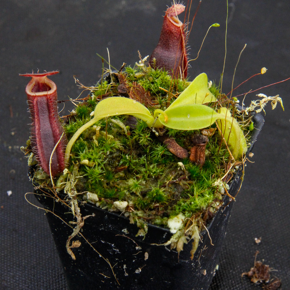 
                      
                        Nepenthes spathulata x lowii
                      
                    