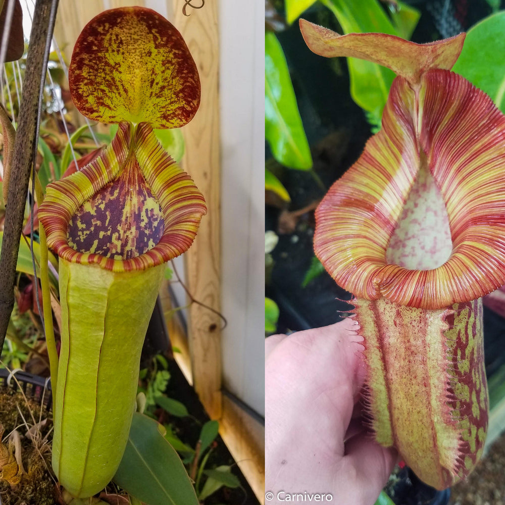 
                      
                        Nepenthes (spathulata x lowii) x  redonkulas, CAR-0160
                      
                    