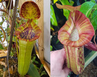 Nepenthes (spathulata x lowii) x  redonkulas, CAR-0160