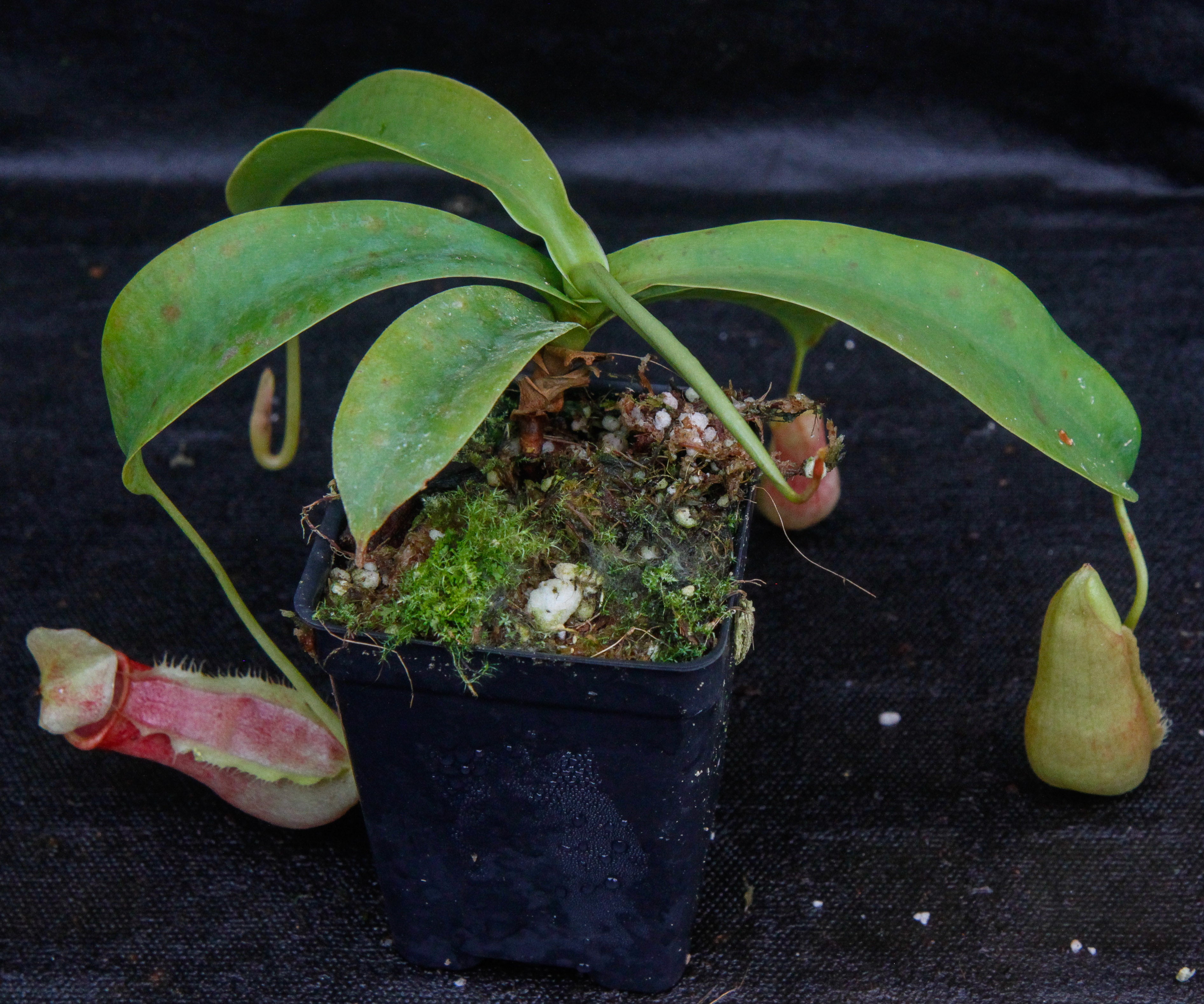 Nepenthes spathulata x merrilliana, BE-3949 – Carnivero