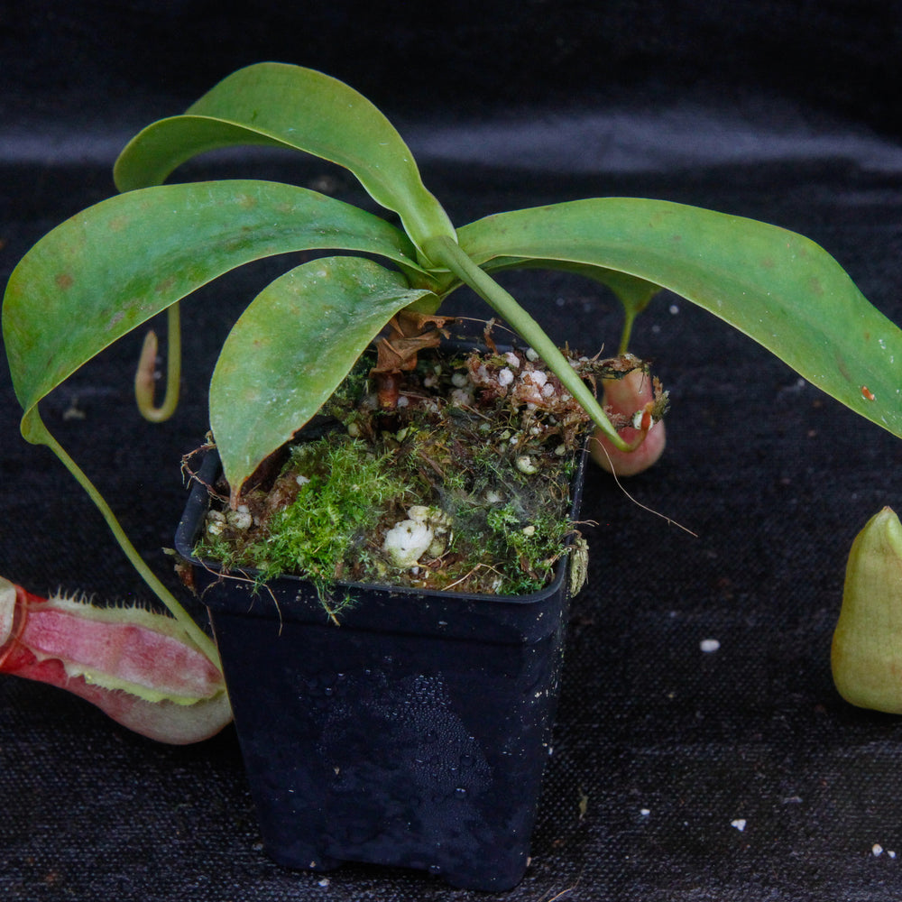 Nepenthes spathulata x merrilliana, BE-3949