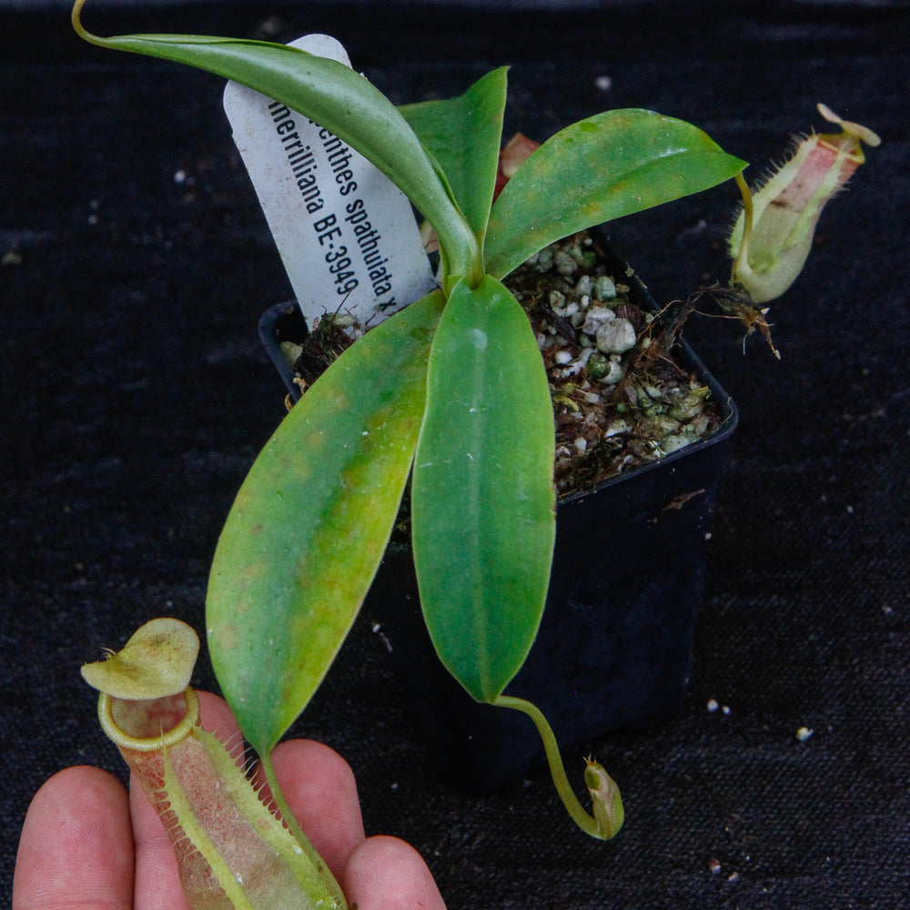 
                      
                        Nepenthes spathulata x merrilliana, BE-3949
                      
                    
