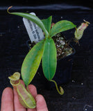 Nepenthes spathulata x merrilliana, BE-3949